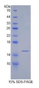 SDS-PAGE (Sfrp5-8103R).jpg
